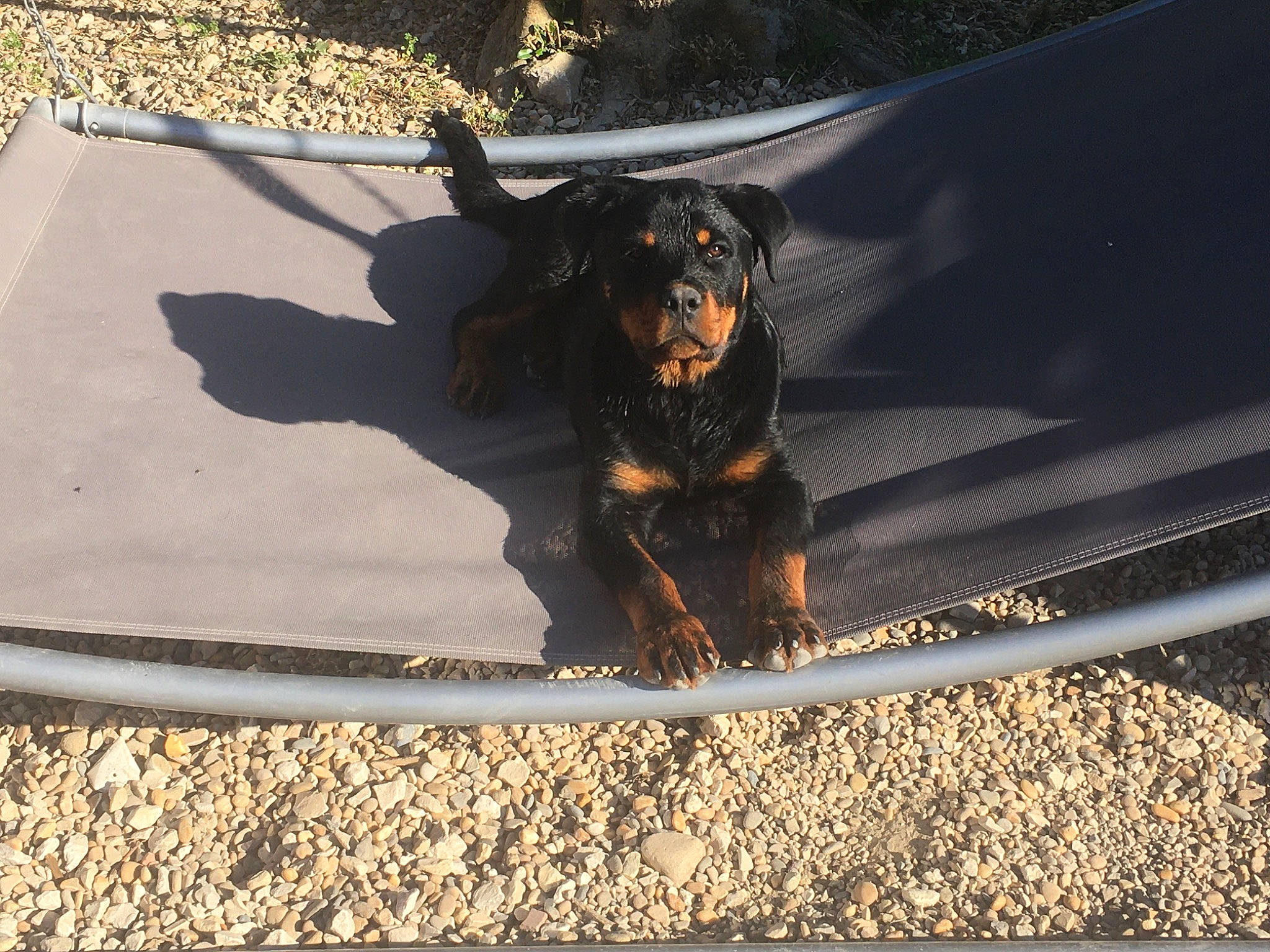 Hadès participe au concours pour gagner de l'argent avec cette photo : asphalt, automotive_tire, canidae, carnivore, collar, companion_dog, dog, dog_breed, dog_collar, fawn, fender, leash, road_surface, snout, sporting_group, tail, tar, tints_and_shades, vehicle_door, working_animal