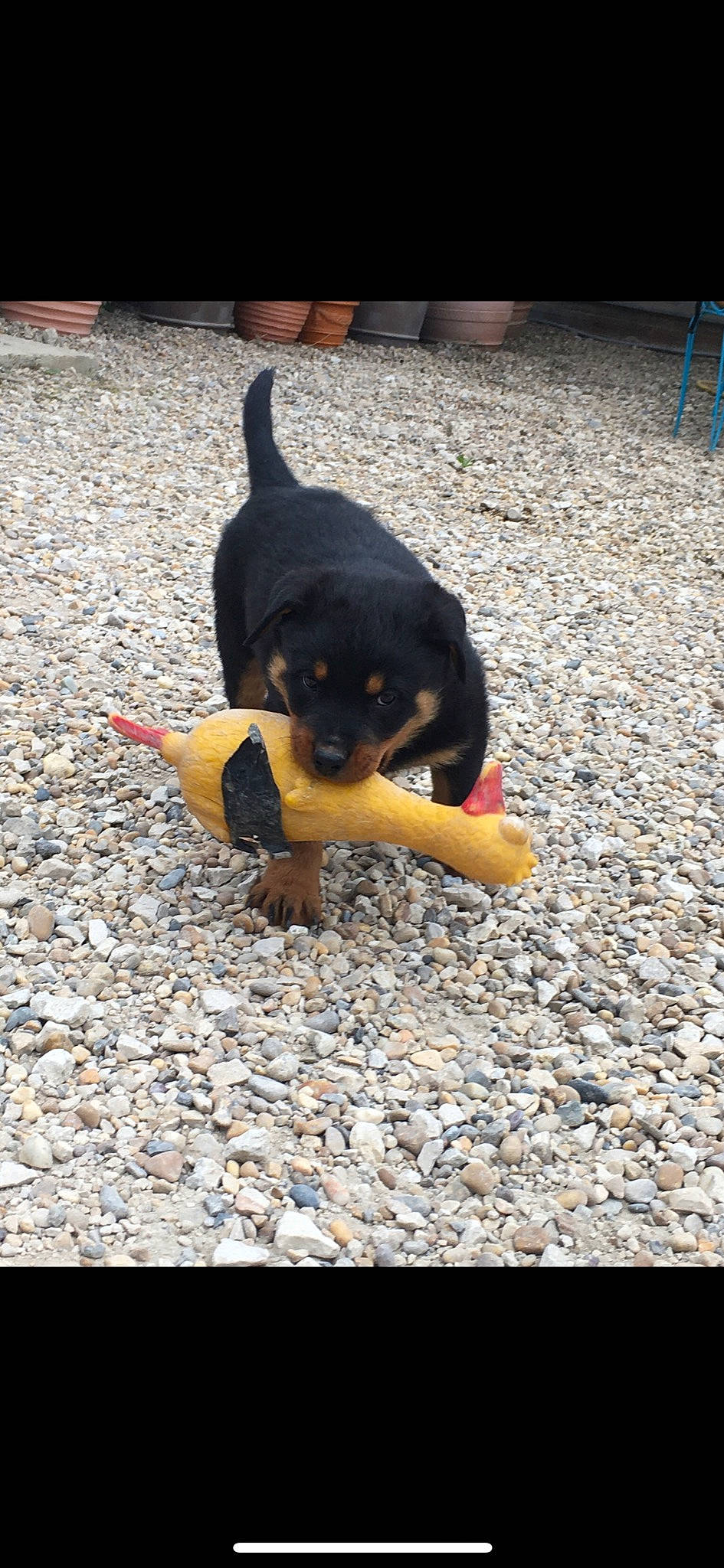 Hadès a rejoint le concours — aidez-le/la à gagner de superbes lots ! asphalt, canidae, carnivore, companion_dog, dog, dog_breed, flooring, guard_dog, montenegrin_mountain_hound, road_surface, snout, sporting_group, tail, terrestrial_animal, tints_and_shades, working_dog