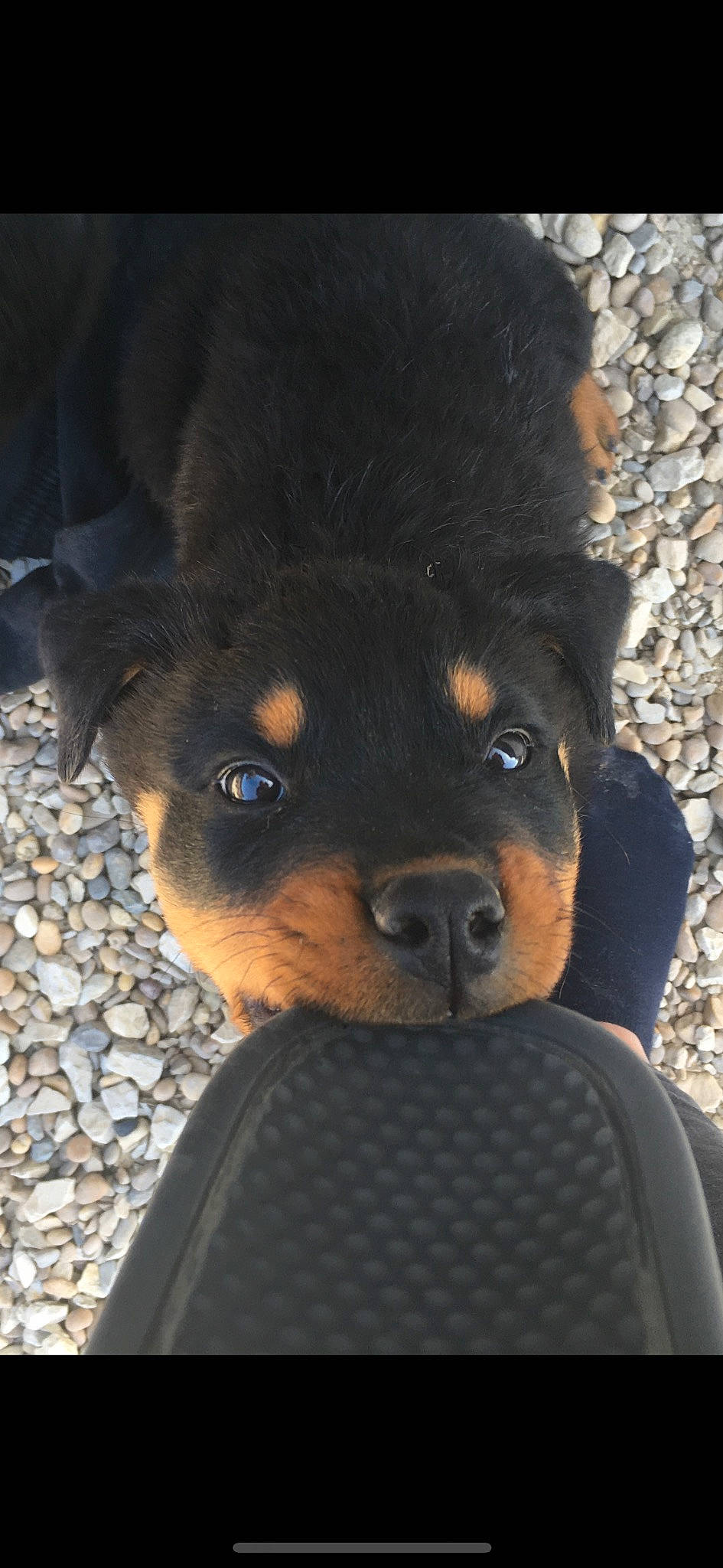 Hadès participe au concours pour gagner de l'argent avec cette photo : ancient_dog_breeds, beer, canidae, carnivore, companion_dog, dog, dog_breed, fur, gaddi_kutta, giant_dog_breed, guard_dog, puppy, rottweiler, snout, sporting_group, terrestrial_animal, vertebrate, whiskers, working_animal, working_dog