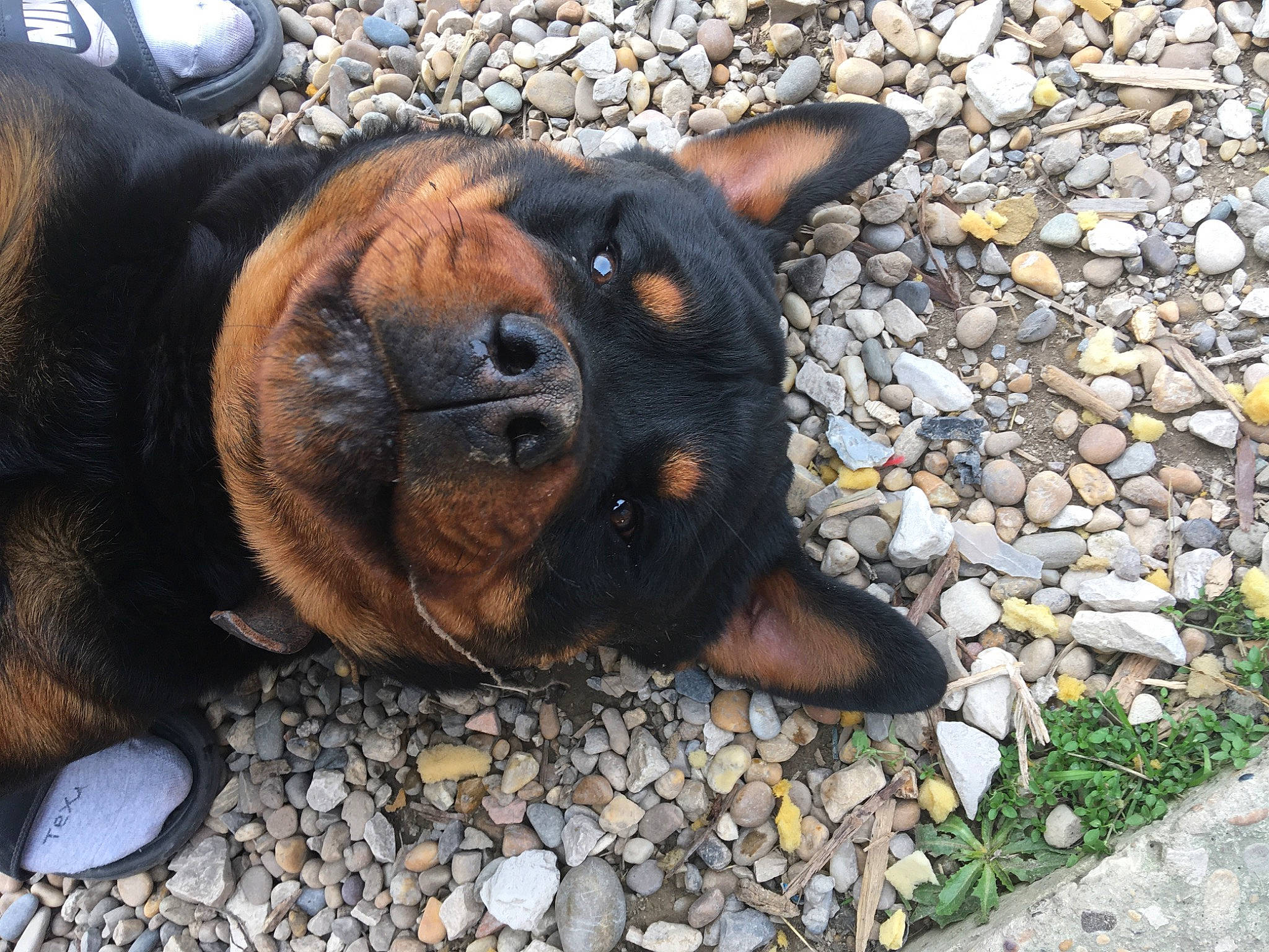 Hadès participe au concours pour gagner de l'argent avec cette photo : canidae, carnivore, cobblestone, companion_dog, dog, dog_breed, fawn, fur, grass, guard_dog, molosser, paw, pebble, road_surface, sporting_group, terrestrial_animal, toy_dog, whiskers, working_animal, working_dog