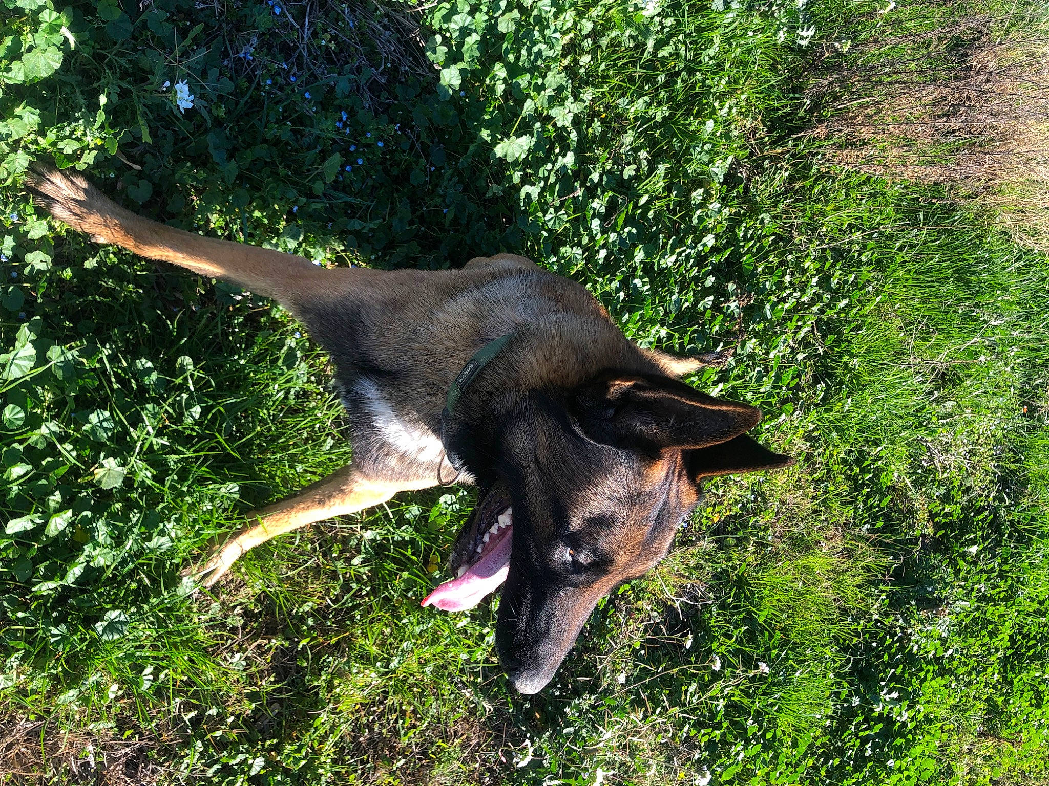 Thanos a rejoint le concours — aidez-le/la à gagner de superbes lots ! biting, canidae, carnivore, dog, dog_breed, east_european_shepherd, german_shepherd_dog, grass, groundcover, herbaceous_plant, king_shepherd, old_german_shepherd_dog, plant, sporting_group, tail, terrestrial_animal, terrestrial_plant, wildlife, working_animal, working_dog