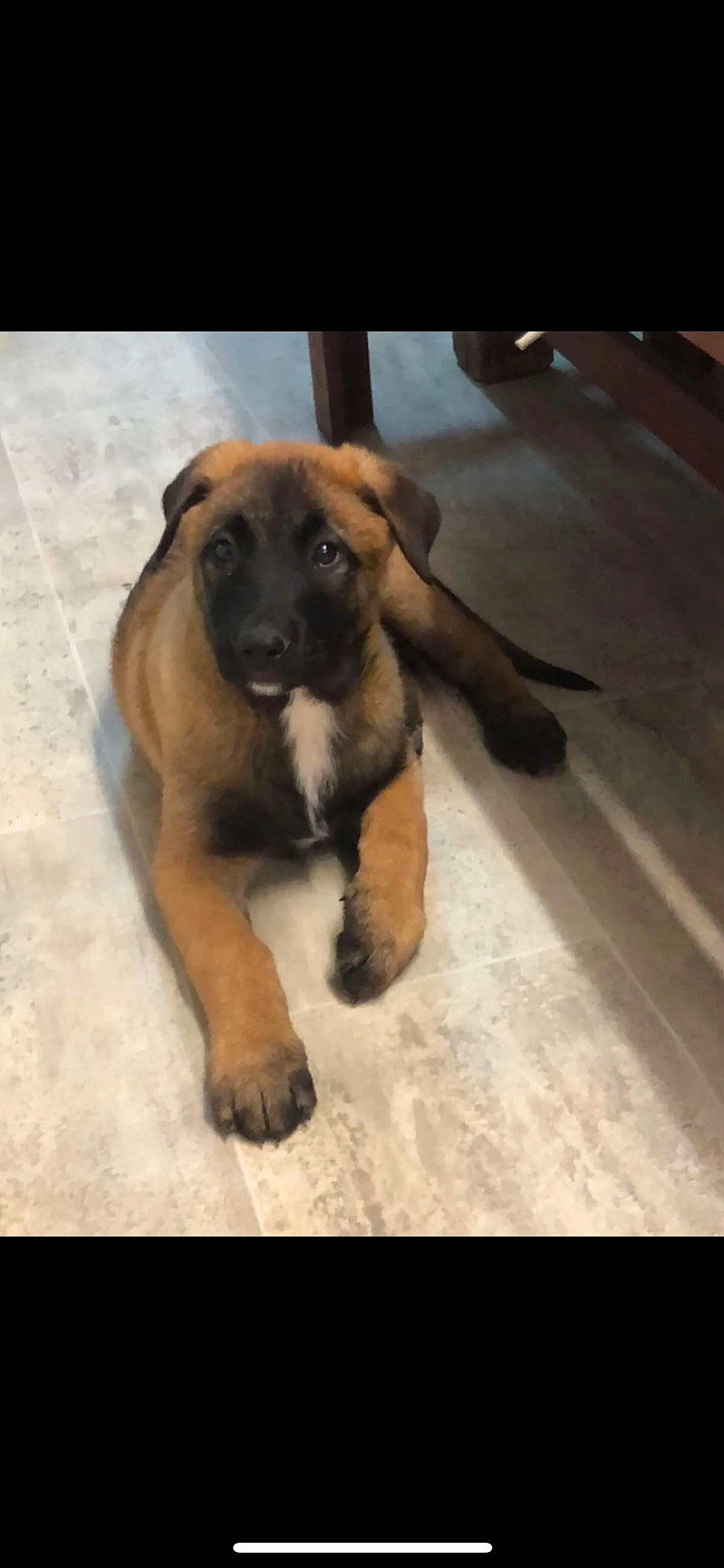 Thanos a rejoint le concours — aidez-le/la à gagner de superbes lots ! ancient_dog_breeds, canidae, carnivore, companion_dog, dog, dog_breed, fawn, flooring, guard_dog, paw, puppy, sporting_group, terrestrial_animal, working_animal, working_dog