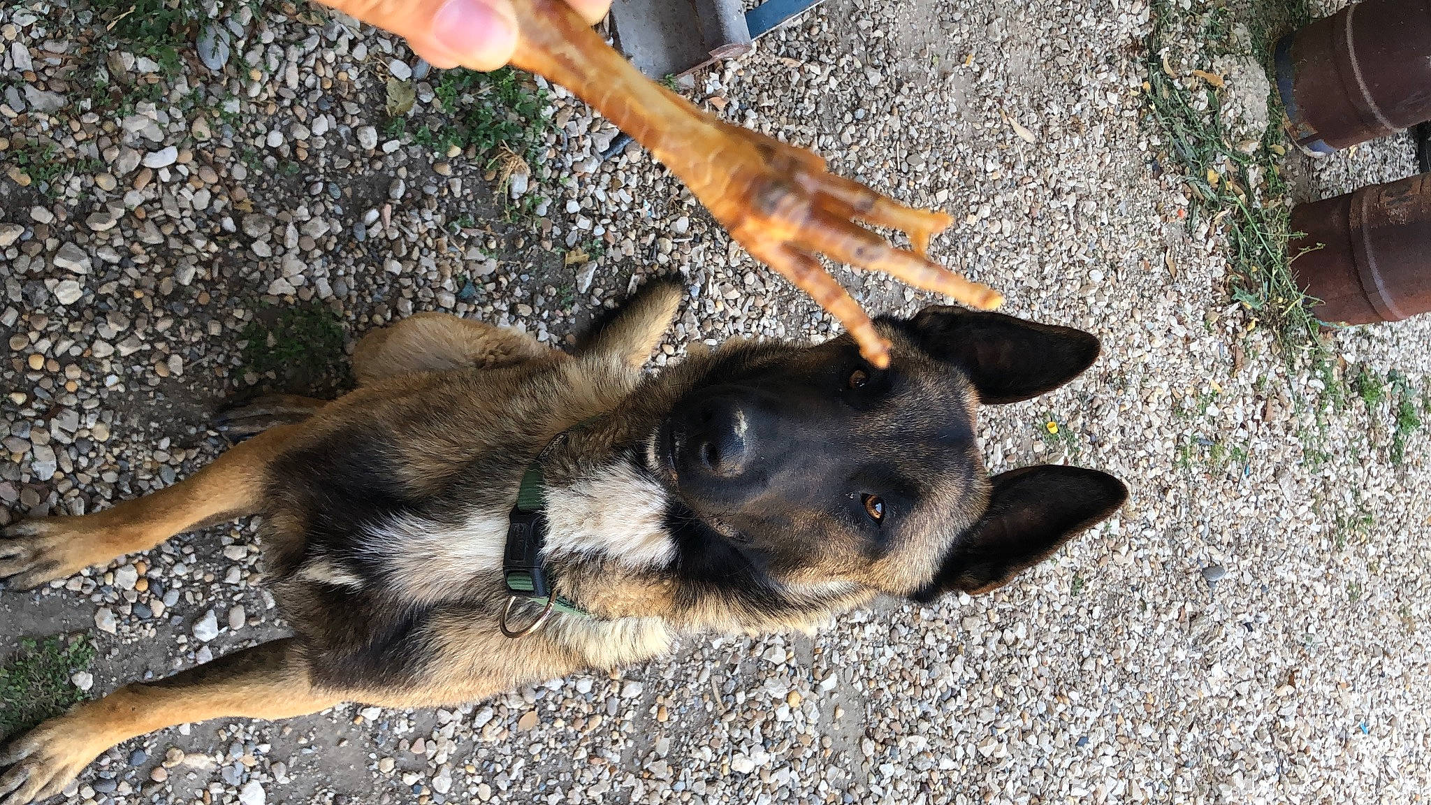 Thanos participe au concours pour gagner de l'argent avec cette photo : canidae, carnivore, dog, dog_breed, fawn, paw, shadow, soil, sporting_group, street_dog, tail, terrestrial_animal, wildlife, working_animal, working_dog