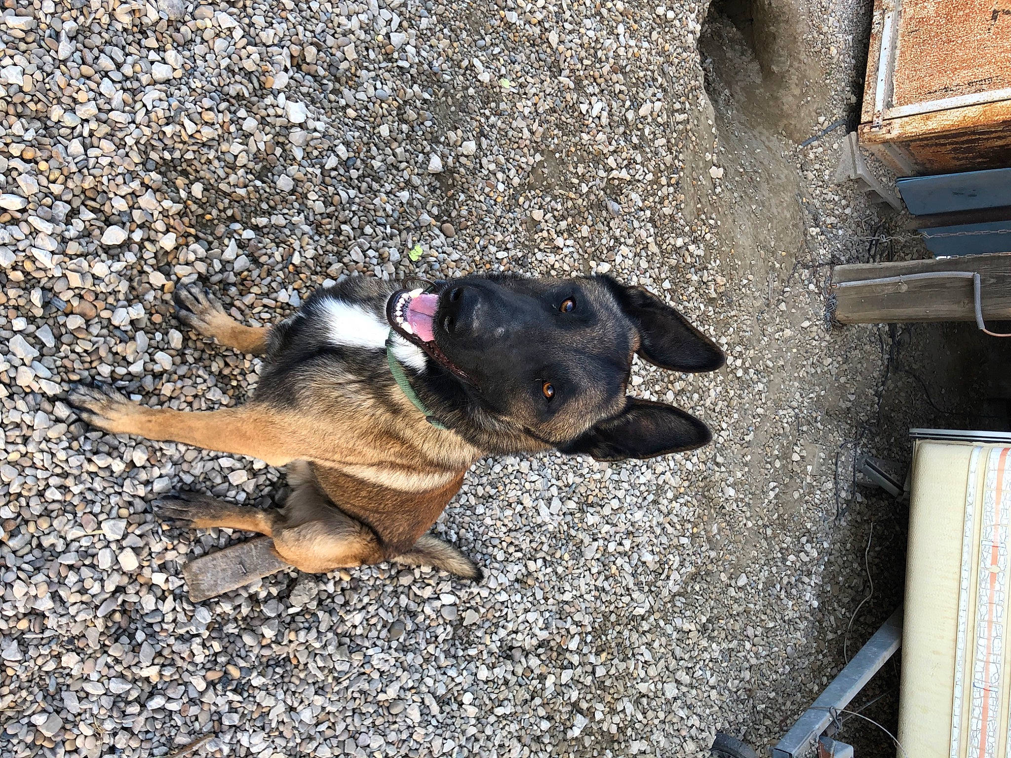 Thanos participe au concours pour gagner de l'argent avec cette photo : asphalt, canidae, carnivore, companion_dog, concrete, dog, dog_breed, fawn, flooring, paw, pet_supply, road_surface, shadow, snout, sporting_group, street_dog, tar, terrestrial_animal, working_animal, working_dog