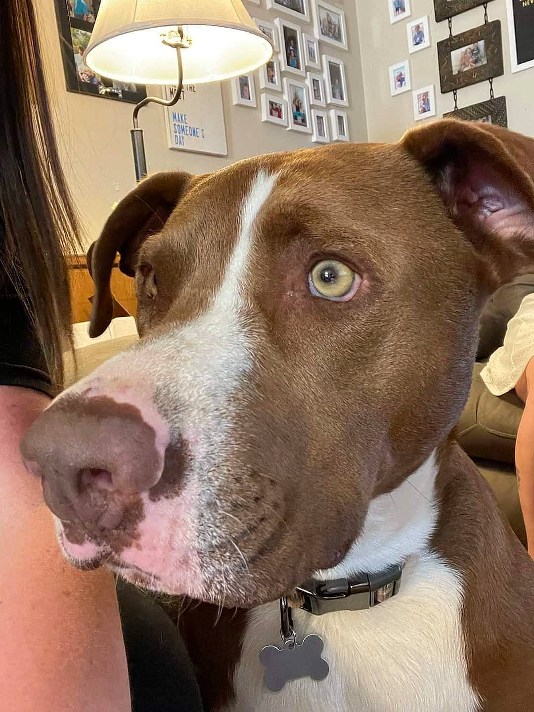 Diesel joined the competition — help win amazing prizes! building, canidae, carnivore, collar, companion_dog, curtain, dog, dog_breed, dog_collar, ear, fawn, lamp, liver, pet_supply, selfie, snout, sporting_group, whiskers, window, working_animal