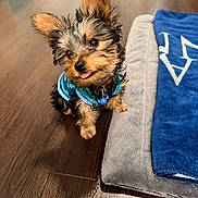 Kylo joined the competition — help win amazing prizes! dog, puppy, small_dog, yorkshire_terrier, pet, cute, tongue_out, ears, fur, collar, indoor, floor, bed, blanket, blue, gray, looking_up, playful, animal, domestic
