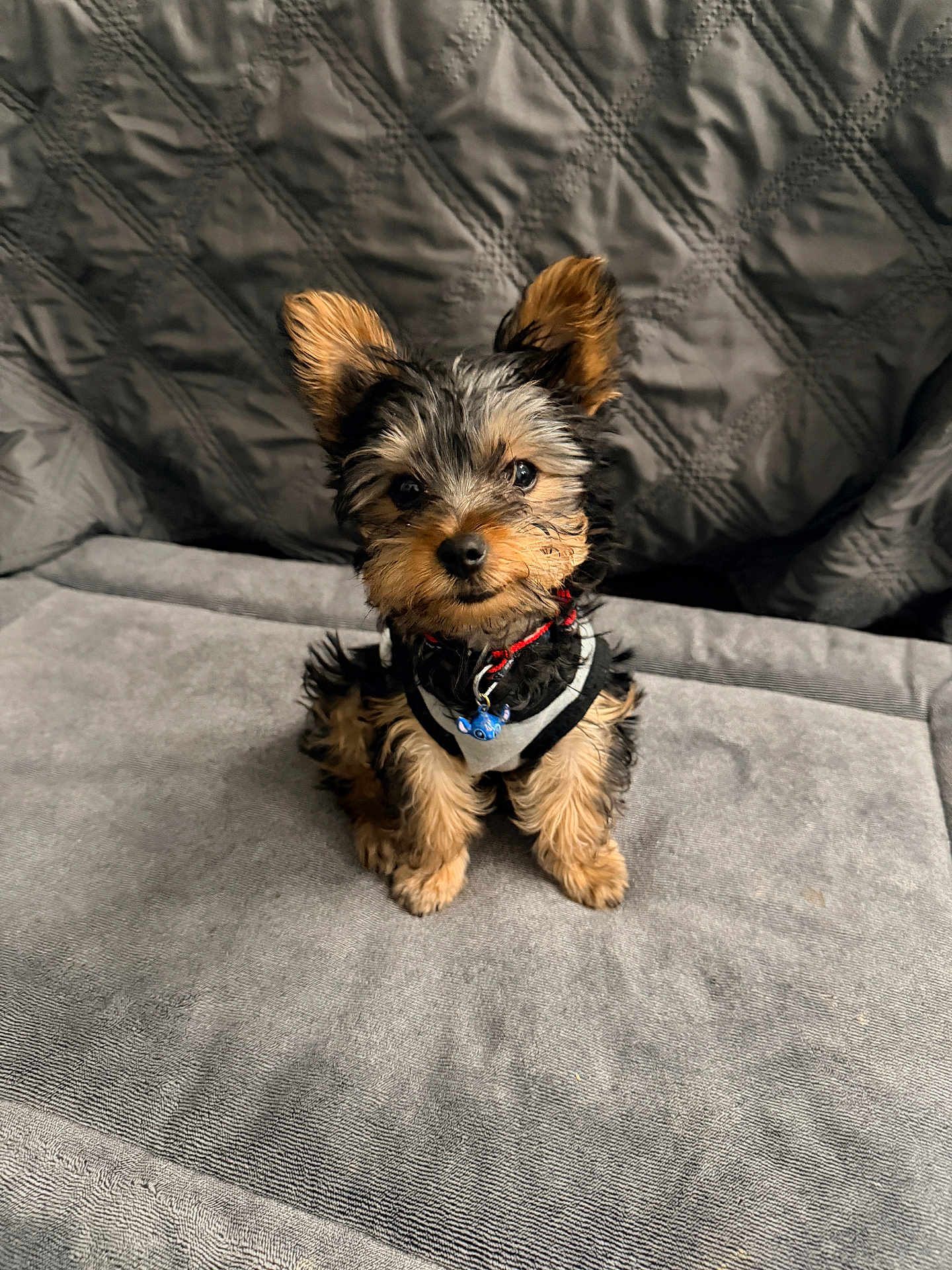 Kylo is registered to the contest to win money with this photo: puppy, dog, small_dog, cute, fluffy, ears, harness, charm, gray_couch, soft_texture, indoor, pet, animal, adorable, sitting, looking, fur, face, companion, domestic