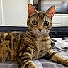 animal, bed, cat, close_up, curious, cute, domestic_animal, ears, eyes, feline, fur, home, indoor, laying, mammal, pet, relaxed, striped_fur, tabby, whiskers