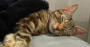 Sayane a rejoint le concours — aidez-le/la à gagner de superbes lots ! animal, bed, blanket, cat, closeup, cozy, curtains, ears, feline, fur, indoor, nose, paw, pet, relaxation, resting, sleeping, soft_light, tabby, whiskers