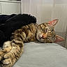 animal, bed, blanket, cat, closeup, cozy, curtains, ears, feline, fur, indoor, nose, paw, pet, relaxation, resting, sleeping, soft_light, tabby, whiskers