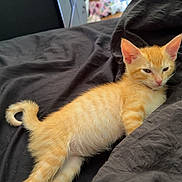 Cheddar is registered to the contest to win money with this photo: kitten, cat, orange_tabby, sleepy, lying_down, black_blanket, indoor, furniture, drawer, floor, cozy, pet, animal, fur, whiskers, ears, tail, paw, resting, curled_tail