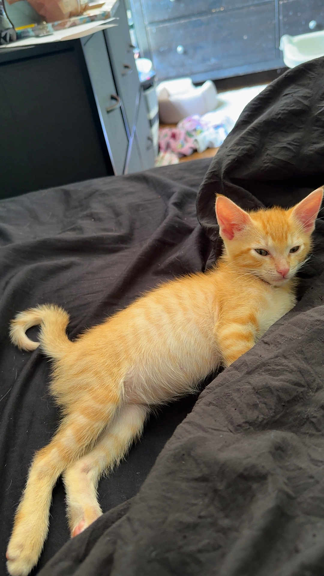 Cheddar is registered to the contest to win money with this photo: kitten, cat, orange_tabby, sleepy, lying_down, black_blanket, indoor, furniture, drawer, floor, cozy, pet, animal, fur, whiskers, ears, tail, paw, resting, curled_tail