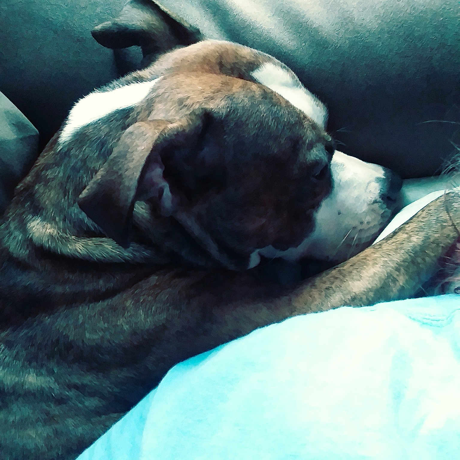 Brayden is registered to the contest to win money with this photo: boxer, bullmastiff, canidae, carnivore, dog, dog_breed, fawn, nap, non_sporting_group, puppy, sleep, snout