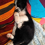 Aïcko a rejoint le concours — aidez-le/la à gagner de superbes lots ! puppy, dog, sleeping, black_and_white, cushion, blanket, cozy, cute, pet, fur, paw, resting, indoor, soft, relaxed, colorful, texture, small, adorable, comfort