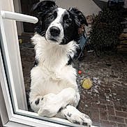 Aïcko a rejoint le concours — aidez-le/la à gagner de superbes lots ! animal, ball, black_and_white, border_collie, canine, crossed_paws, curious, dog, domestic, ears, friendly, furry, garden, glass_door, outdoor, paws, pet, portrait, waiting, window