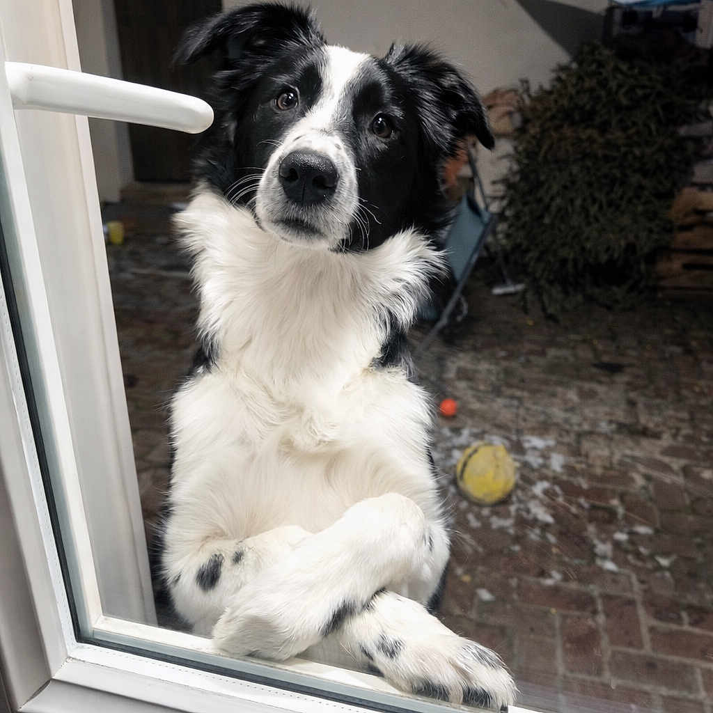 Aïcko a rejoint le concours — aidez-le/la à gagner de superbes lots ! animal, ball, black_and_white, border_collie, canine, crossed_paws, curious, dog, domestic, ears, friendly, furry, garden, glass_door, outdoor, paws, pet, portrait, waiting, window