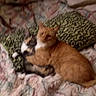 Fatty Fat Fat joined the competition — help win amazing prizes! cat, feline, animal, pet, bed, quilt, cushion, indoor, sleeping, resting, orange_cat, tabby, calico_cat, cuddle, fur, mammal, cute, domestic, two_cats, blur