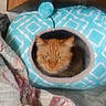 cat, pet_bed, orange_cat, cozy, indoor, feline, blanket, quilt, wooden_cabinet, pom_pom, resting, fur, animal, cute, comfort, domestic_cat, home, relaxing, snug, warm