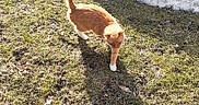 Fatty Fat Fat joined the competition — help win amazing prizes! animal, cat, daylight, fall_leaves, feline, ginger_cat, grass, ground, moss, nature, outdoor, pet, rock_wall, shadow, snow, sunlight, sunny, walking, white_paws, wildlife