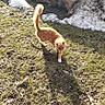 Fatty Fat Fat joined the competition — help win amazing prizes! cat, ginger_cat, white_paws, grass, shadow, sunlight, outdoor, snow, moss, rock_wall, nature, animal, walking, daylight, fall_leaves, pet, feline, sunny, ground, wildlife
