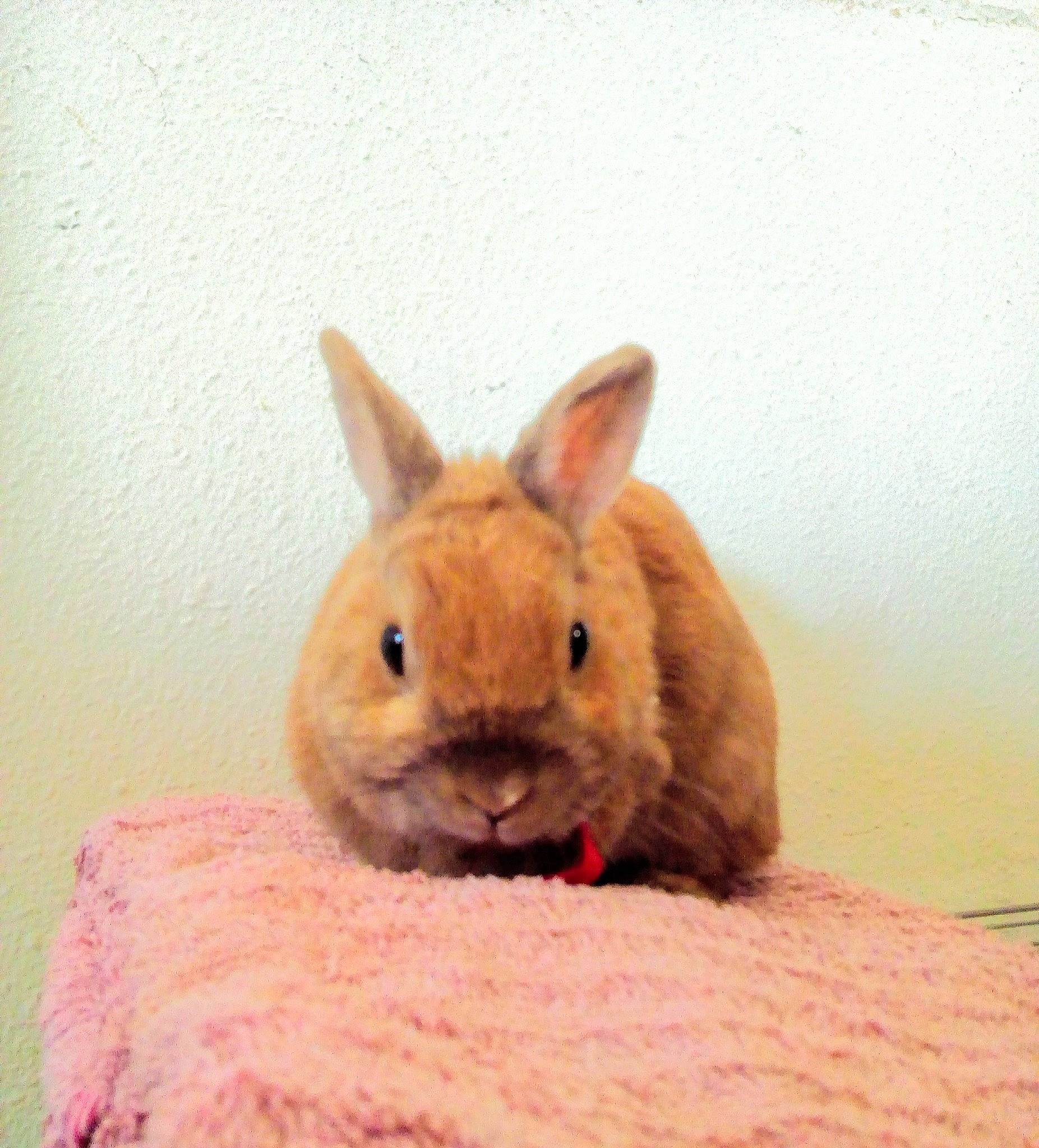 Caramel a rejoint le concours — aidez-le/la à gagner de superbes lots ! beige, domestic_rabbit, ear, eye, fawn, fur, hare, nose, rabbit, rabbits_and_hares, skin, snout, whiskers, wildlife, wood_rabbit
