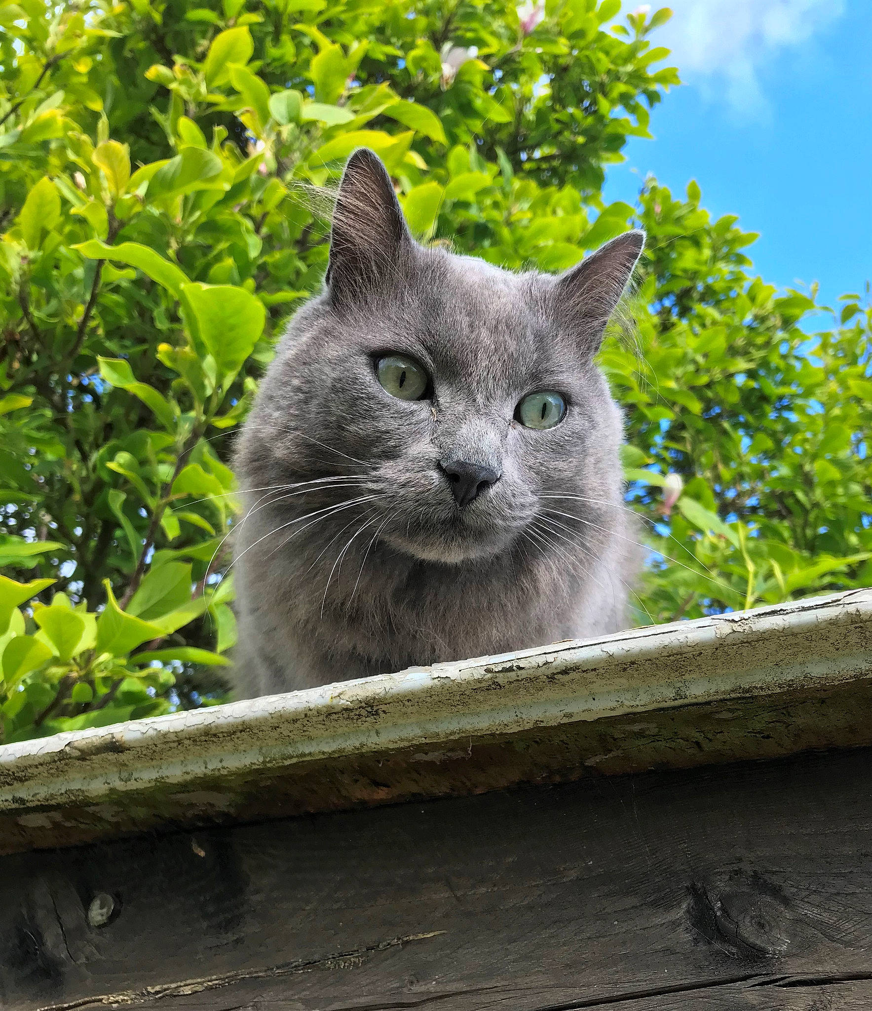 Moustic a rejoint le concours — aidez-le/la à gagner de superbes lots ! carnivore, cat, chartreux, domestic_short_haired_cat, felidae, grey, iris, korat, mammal, organism, russian_blue, small_to_medium_sized_cats, snout, terrestrial_animal, whiskers, wildlife