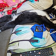 Tommy is registered to the contest to win money with this photo: animal, black_and_white, blanket, cat, couch, cozy, domestic, fur, home, indoor, paw, pet, pillow, relaxing, remote_control, rest, sleeping, soft, stretching, whiskers