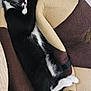Tommy is registered to the contest to win money with this photo: animal, black_and_white, cat, comfort, cozy, cute, domestic_cat, feline, fur, indoor, nap, paw, peaceful, pet_bed, relaxation, resting, sleeping, soft, tail, whiskers
