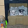 puppies, dog, cardboard_box, blanket, carpet, toy, indoor, household_items, sitting, small_dog, cute, pet, furniture, floor, cozy, animal, domestic, two_animals, resting, young