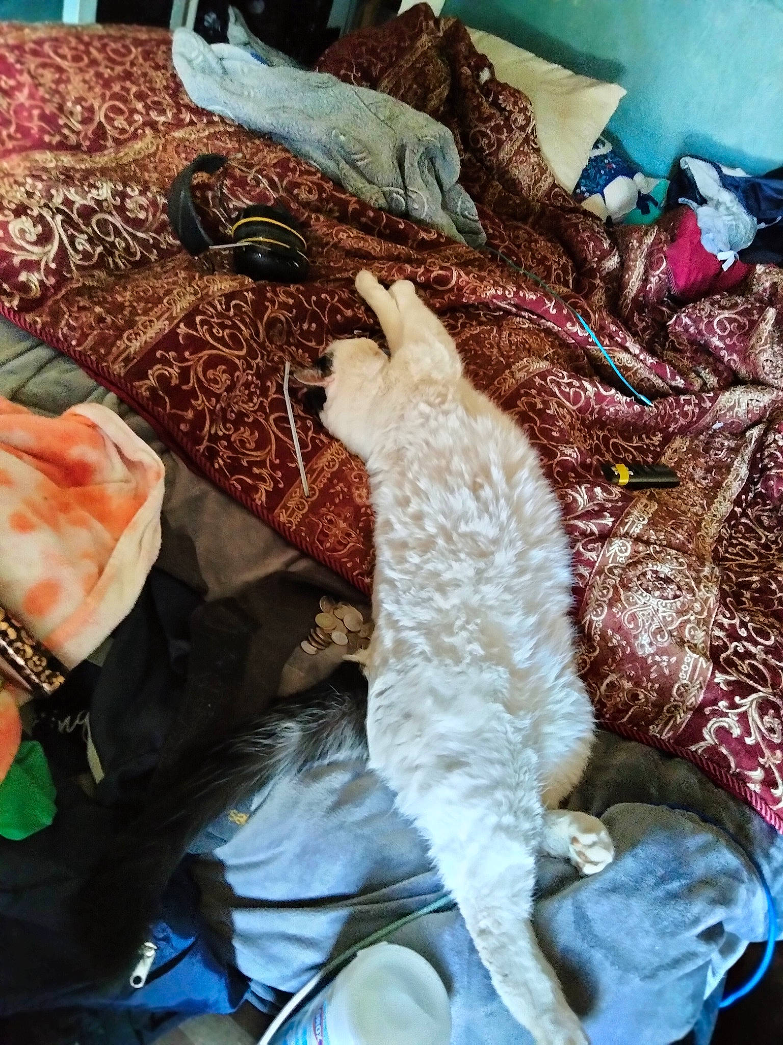 Daisy is registered to the contest to win money with this photo: bedding, canidae, carnivore, cat, claw, comfort, crochet, domestic_short_haired_cat, fawn, felidae, fur, lap, linens, nap, small_to_medium_sized_cats, tail, thread, whiskers, wool, woolen