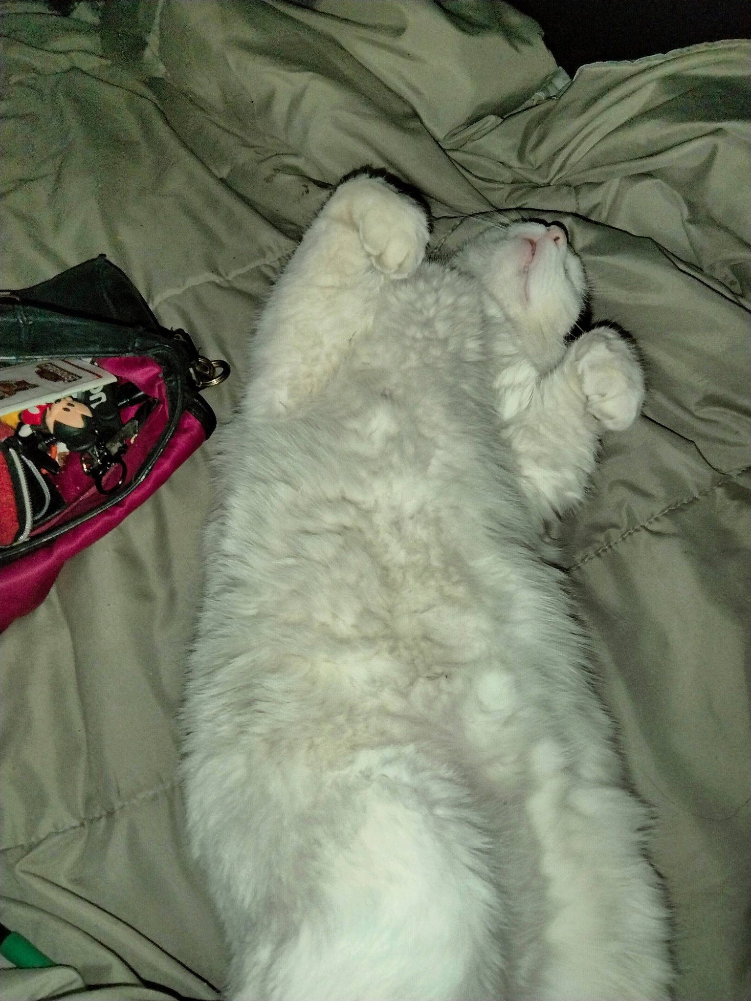Daisy joined the competition — help win amazing prizes! bag, carmine, carnivore, cat, comfort, felidae, fur, grey, linens, luggage_and_bags, nap, paw, sleep, small_to_medium_sized_cats, tail, whiskers