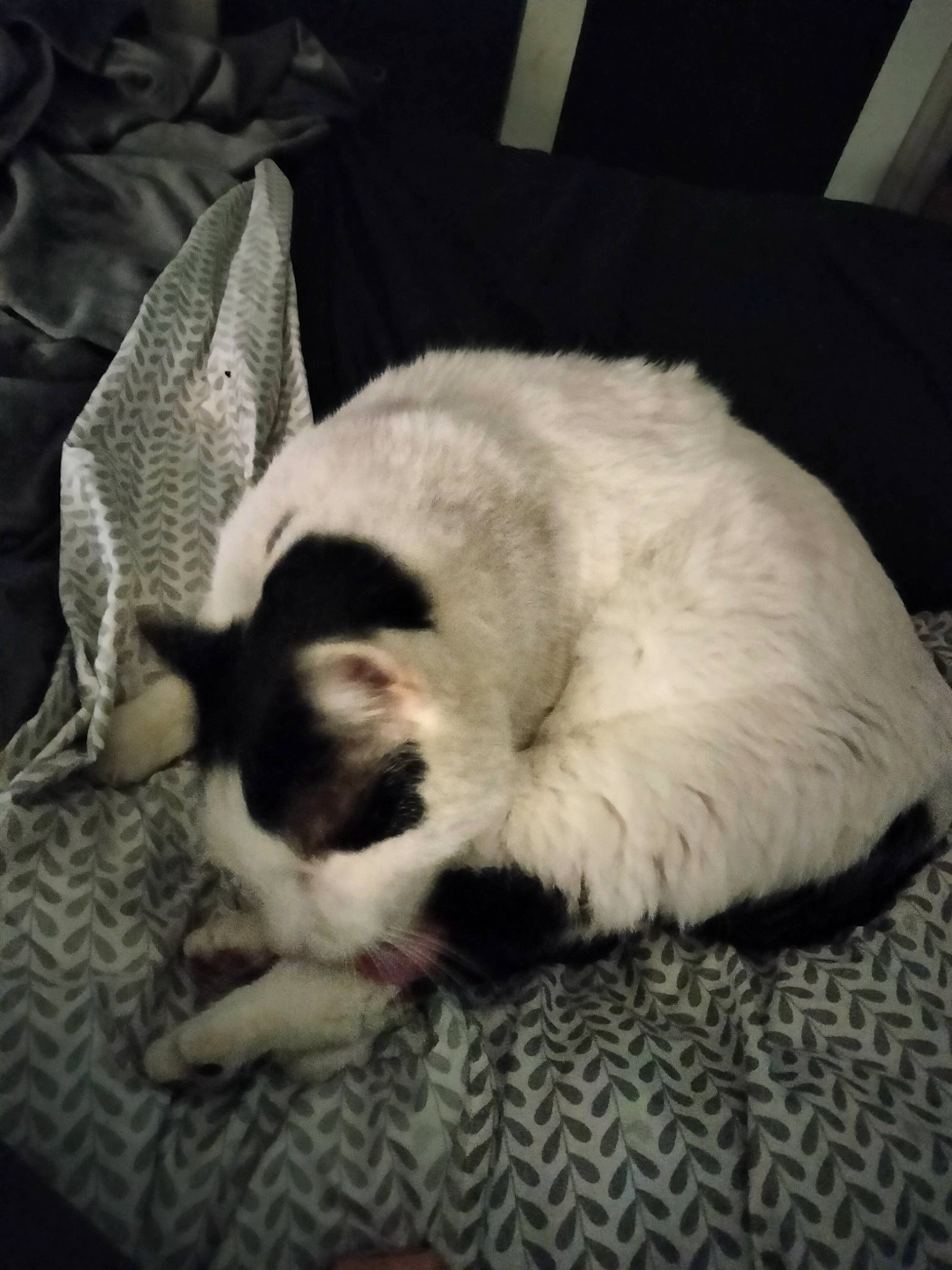 Daisy is registered to the contest to win money with this photo: balinese, canidae, carnivore, cat, comfort, companion_dog, dog_breed, domestic_short_haired_cat, fang, felidae, fur, linens, nap, paw, sleep, small_to_medium_sized_cats, snout, tail, terrestrial_animal, whiskers
