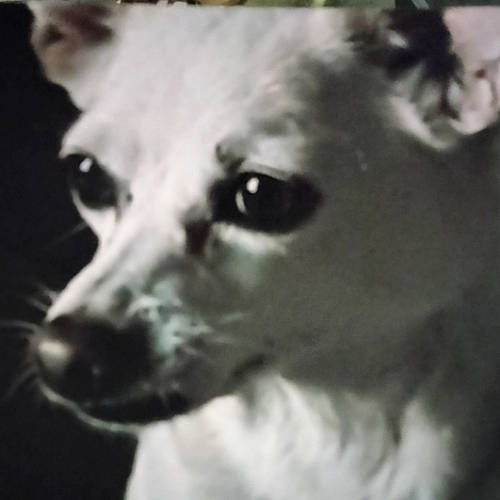 Rosie is registered to the contest to win money with this photo: canidae, carnivore, companion_dog, dog, dog_breed, ear, event, font, fur, jaw, monochrome, monochrome_photography, non_sporting_group, snout, terrestrial_animal, whiskers, working_animal