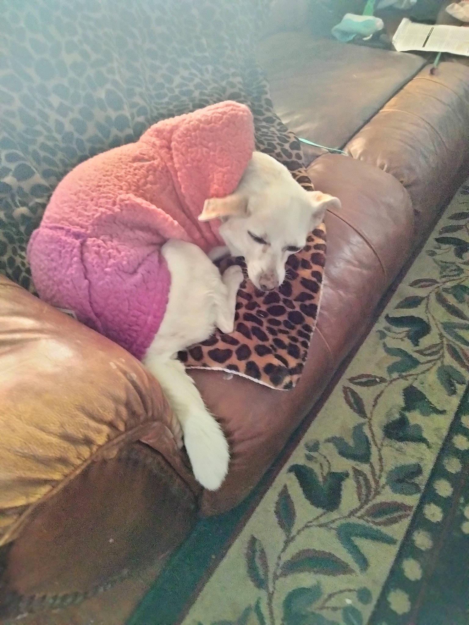 Rosie joined the competition — help win amazing prizes! bedding, bedroom, carmine, comfort, companion_dog, couch, fawn, felidae, flooring, foot, fur, furniture, human_leg, linens, pattern, small_to_medium_sized_cats, tail, textile, thigh, wood