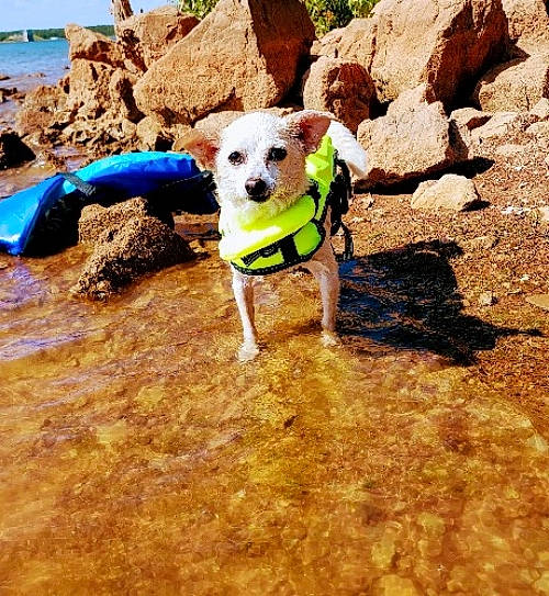 Rosie is registered to the contest to win money with this photo: carnivore, collar, companion_dog, dog, dog_breed, dog_clothes, dog_collar, dog_supply, fashion_accessory, fawn, landscape, leash, leisure, personal_protective_equipment, pet_supply, recreation, rock, sporting_group, water, working_animal