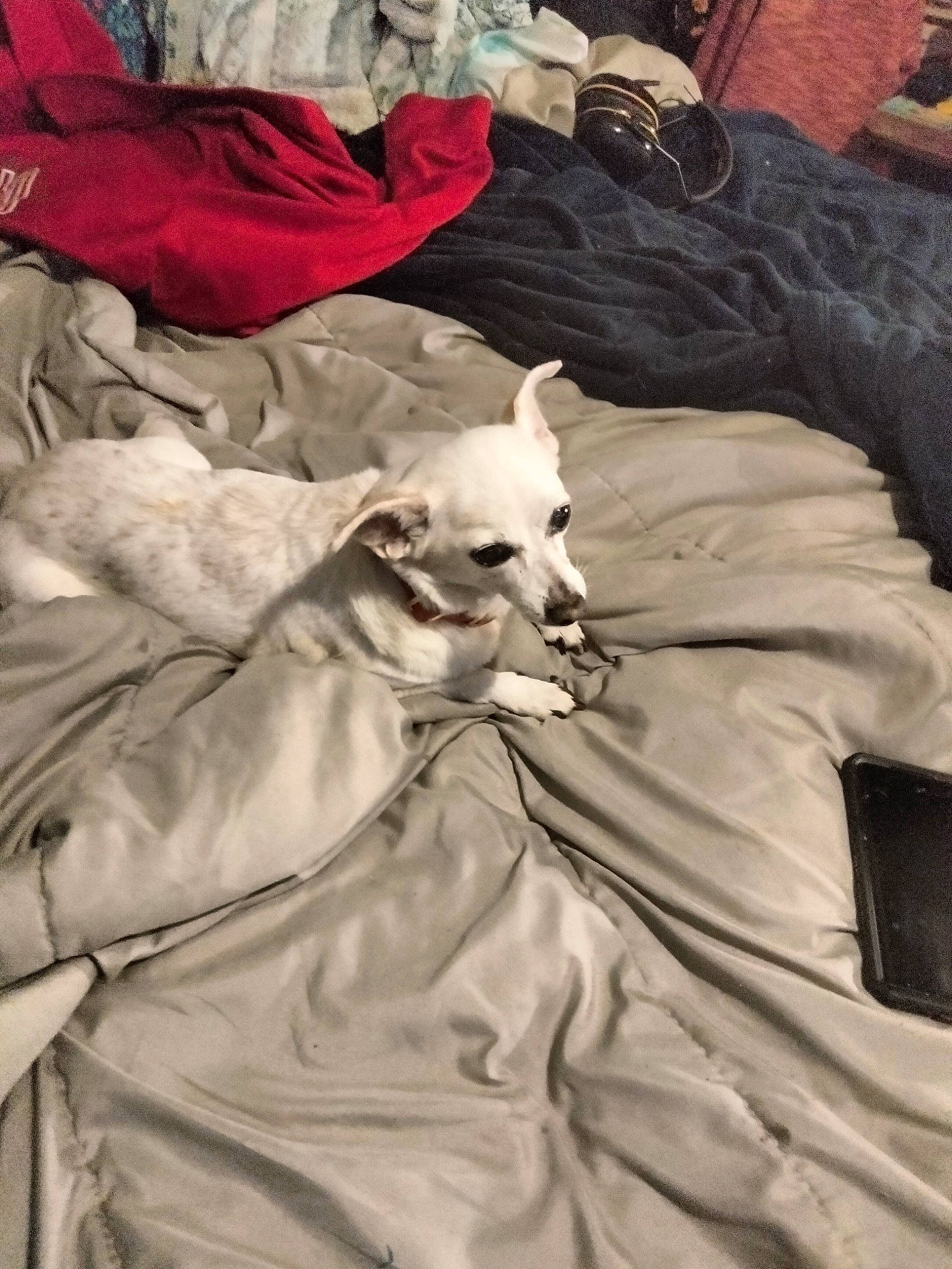 Rosie joined the competition — help win amazing prizes! bed, bed_sheet, bedding, canidae, carnivore, comfort, companion_dog, dog, dog_breed, dog_supply, fawn, felidae, fur, grey, linens, sleeve, sporting_group, textile, toy_dog, wood