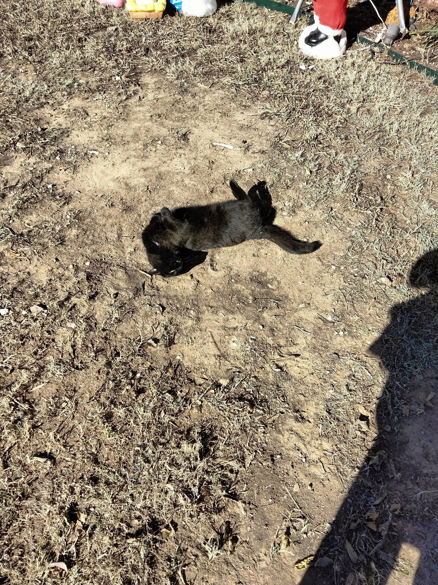 Boo Boo joined the competition — help win amazing prizes! asphalt, bovine, carnivore, dog, dog_breed, fun, grass, landscape, people_in_nature, road_surface, rock, sand, shadow, soil, tail, tints_and_shades, working_animal