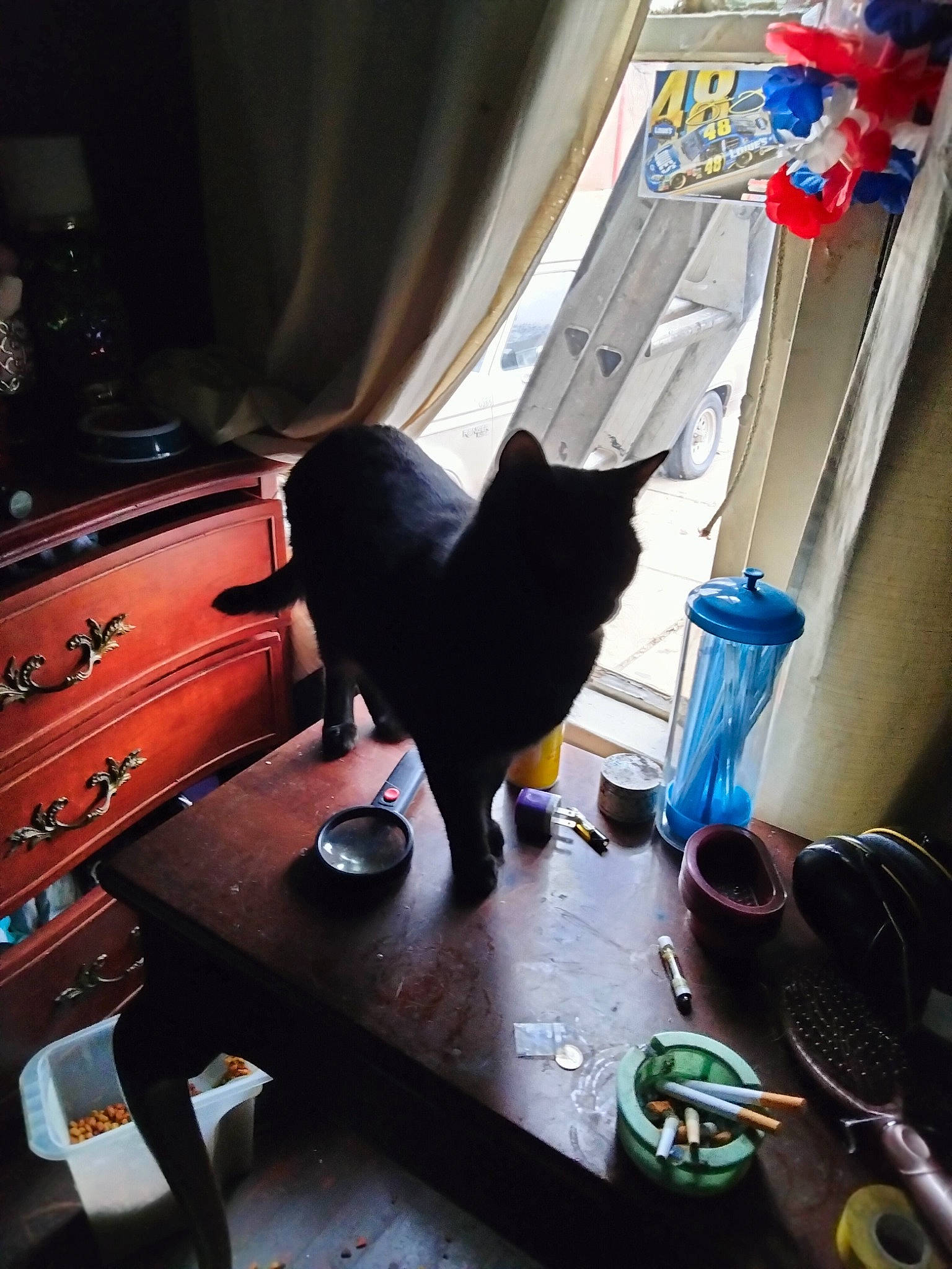 Boo Boo is registered to the contest to win money with this photo: audio_equipment, automotive_lighting, bench, cabinetry, carnivore, cat, curtain, desk, drawer, drinkware, felidae, hardwood, musical_instrument, room, serveware, small_to_medium_sized_cats, table, tableware, tints_and_shades, wood