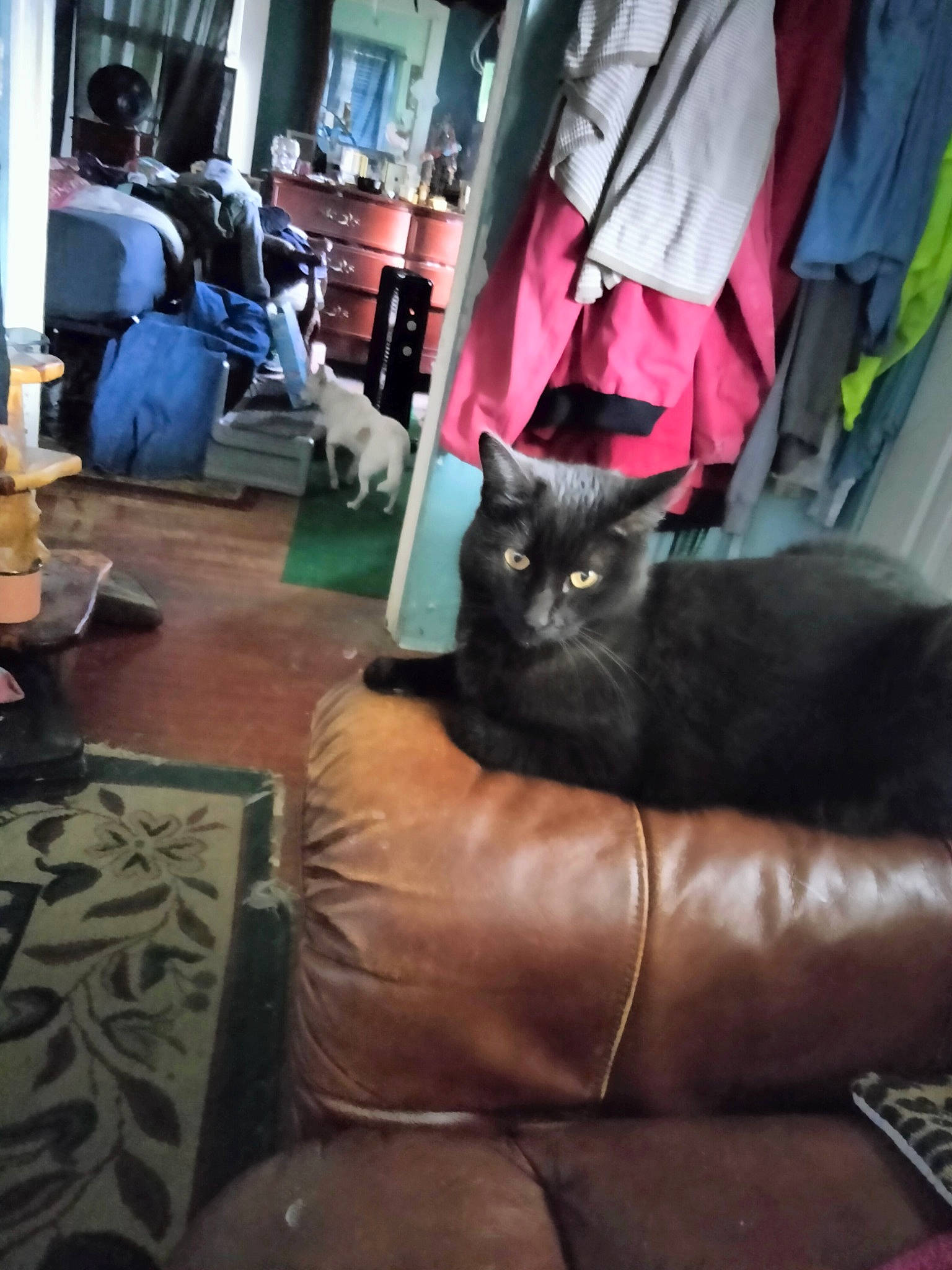 Boo Boo is registered to the contest to win money with this photo: black_cat, bombay, carnivore, cat, comfort, couch, felidae, floor, flooring, fur, grey, hardwood, human_leg, luggage_and_bags, plant, room, sitting, small_to_medium_sized_cats, tints_and_shades, whiskers