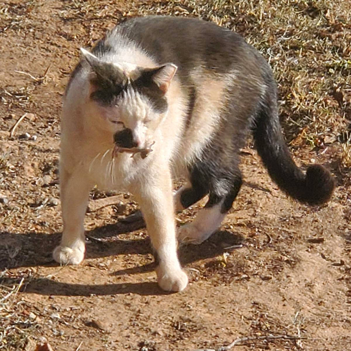 Crybaby joined the competition — help win amazing prizes! canidae, carnivore, cat, dog_breed, domestic_short_haired_cat, fawn, felidae, fur, grass, paw, small_to_medium_sized_cats, snout, soil, tail, terrestrial_animal, whiskers, wildlife