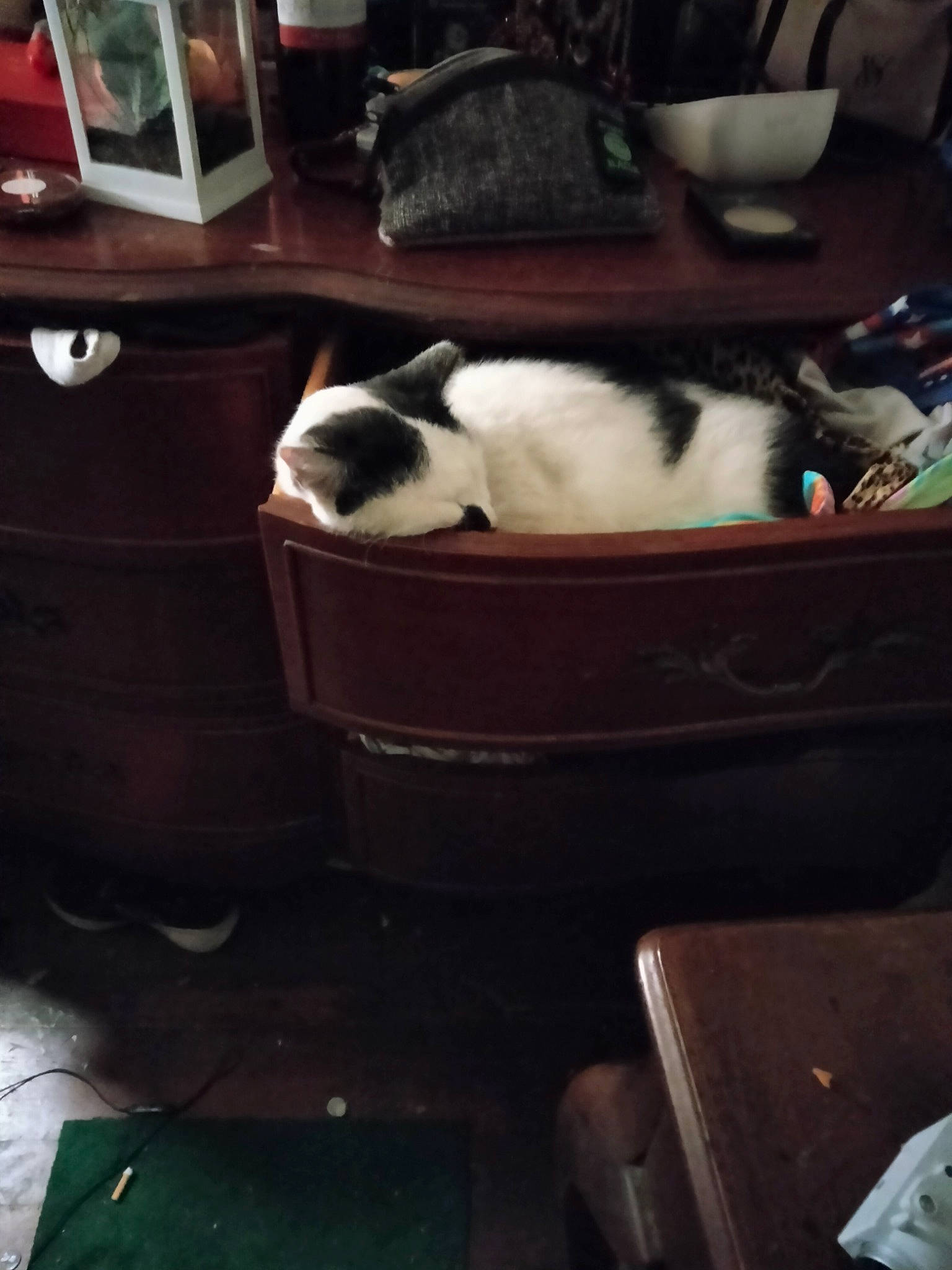Crybaby is registered to the contest to win money with this photo: bookcase, carnivore, cat, cat_supply, cloud, comfort, companion_dog, dog_breed, felidae, fur, hardwood, room, shelf, shelving, sky, small_to_medium_sized_cats, tail, whiskers, window, wood