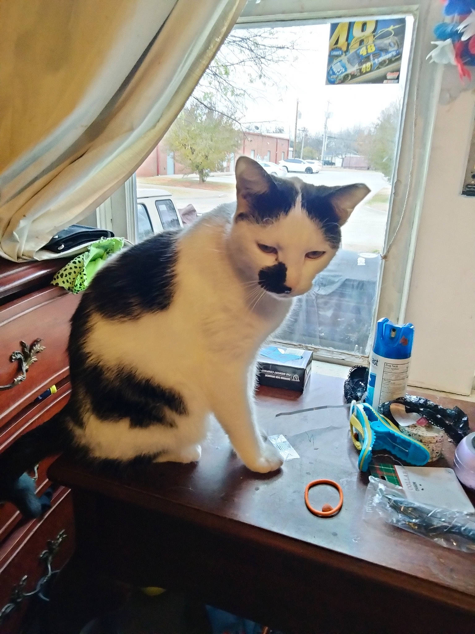 Crybaby joined the competition — help win amazing prizes! box, carnivore, cat, computer_keyboard, curtain, desk, domestic_short_haired_cat, felidae, fur, input_device, office_supplies, peripheral, small_to_medium_sized_cats, space_bar, table, tail, water_bottle, whiskers, window, wood