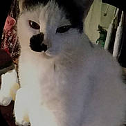 Crybaby is registered to the contest to win money with this photo: cat, black_and_white, fluffy, fur, pet, animal, portrait, close_up, face, eyes, whiskers, nose, indoors, home, sitting, white_fur, black_fur, tuxedo_cat, smartphone_screenshot, casual_photo