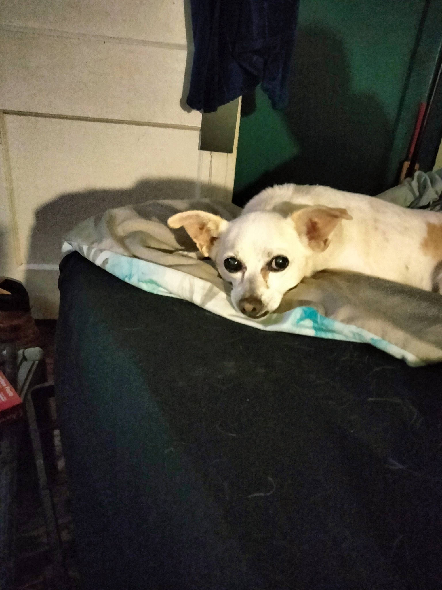 Rosie joined the competition — help win amazing prizes! canidae, carnivore, comfort, companion_dog, dog, dog_breed, dog_supply, fawn, felidae, fur, hat, jaw, luggage_and_bags, small_to_medium_sized_cats, snout, sporting_group, terrestrial_animal, whiskers, wood, working_animal