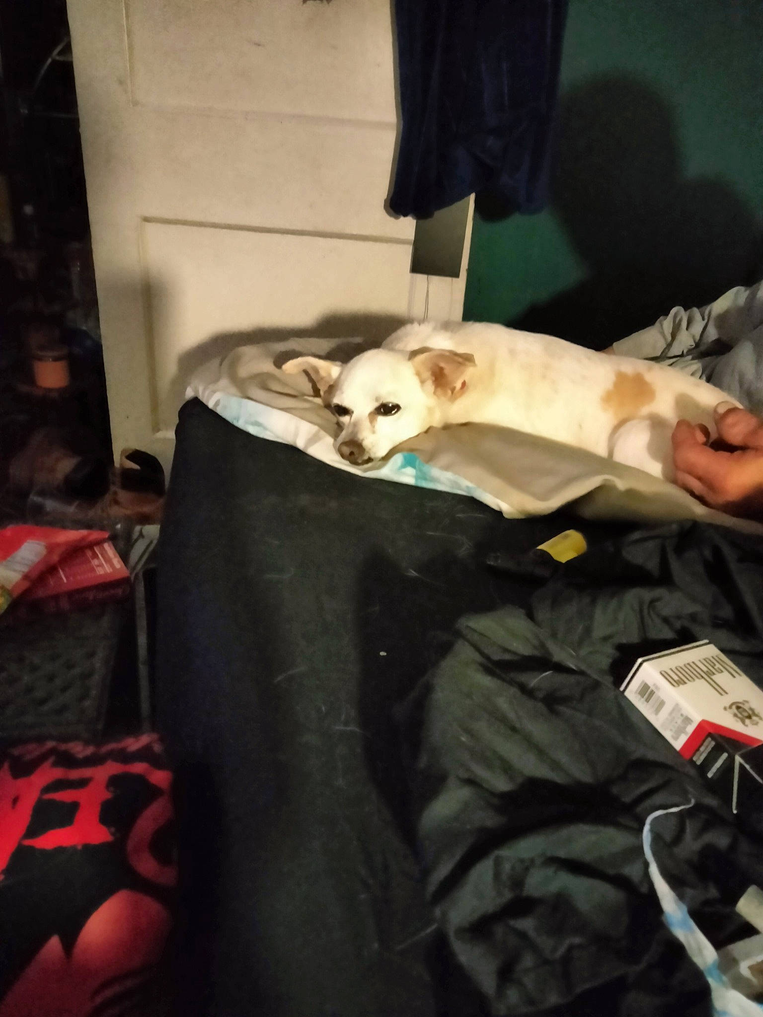 Rosie is registered to the contest to win money with this photo: bedding, blanket, canidae, carnivore, comfort, companion_dog, couch, dog, dog_breed, fawn, felidae, fur, linens, nap, non_sporting_group, room, small_to_medium_sized_cats, sporting_group, t_shirt, whiskers