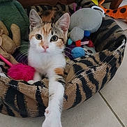 Cesar participe au concours pour gagner de l'argent avec cette photo : animal, calico, cat, cozy, curious, cute, domestic, ears, feline, floor, indoor, kitten, looking, paw, pet_bed, plush_toy, stretching, toy, whiskers, young