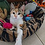 animal, calico, cat, cozy, curious, cute, domestic, ears, feline, floor, indoor, kitten, looking, paw, pet_bed, plush_toy, stretching, toy, whiskers, young