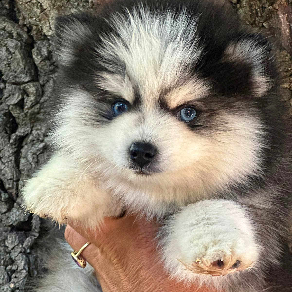 Aïko participe au concours pour gagner de l'argent avec cette photo : adorable, animal, blue_eyes, canine, close_up, cute, dog, fluffy, friendly, fur, hand, mammal, outdoor, paw, pet, portrait, puppy, small, tree_bark, young