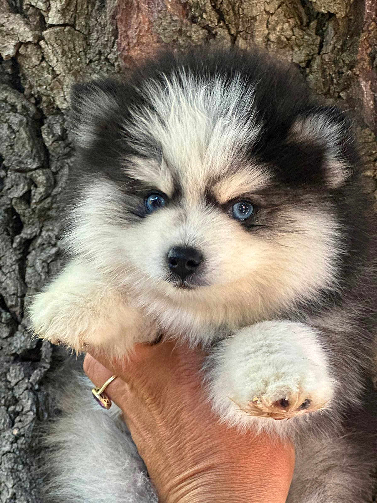 Aïko participe au concours pour gagner de l'argent avec cette photo : puppy, dog, blue_eyes, fluffy, fur, paw, hand, tree_bark, close_up, cute, pet, animal, outdoor, portrait, young, mammal, adorable, small, friendly, canine