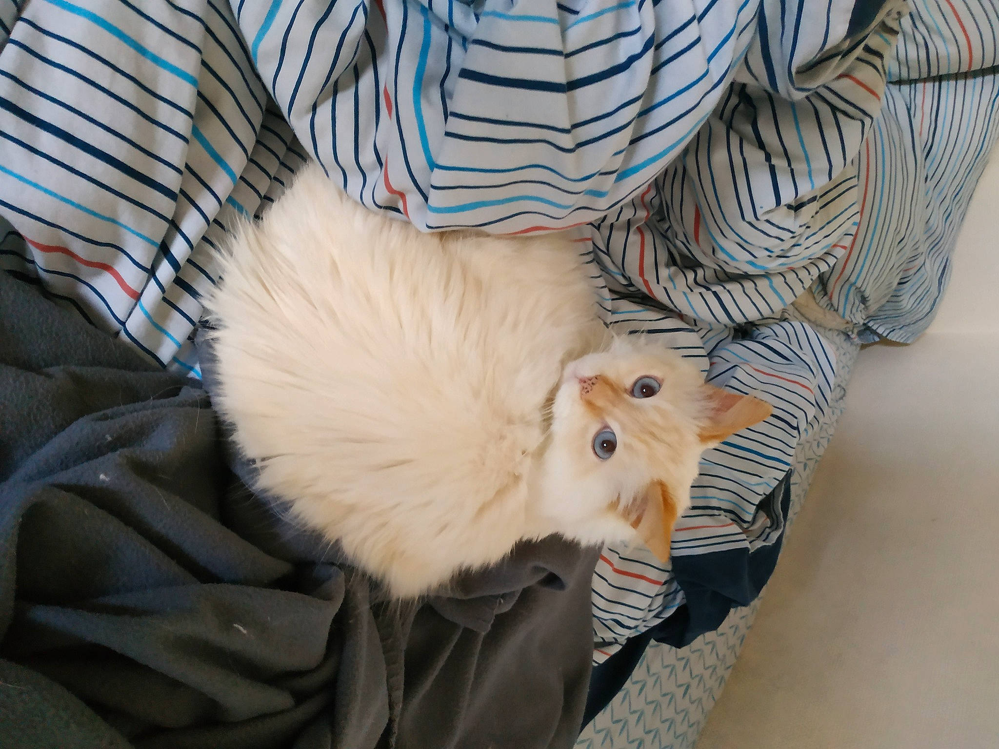 Horus participe au concours pour gagner de l'argent avec cette photo : canidae, carnivore, claw, comfort, companion_dog, dog_breed, fawn, felidae, fur, paw, small_to_medium_sized_cats, snout, spitz, sporting_group, stuffed_toy, tail, toy, toy_dog, whiskers, wood